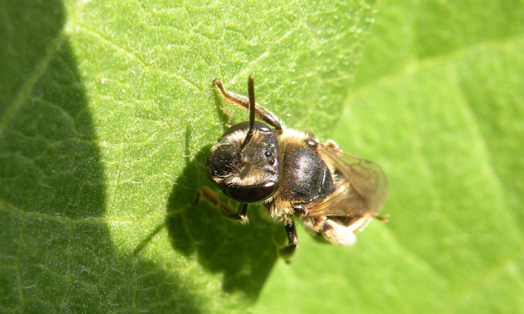 femmine di Andrena sp. e Apidae Halictinae